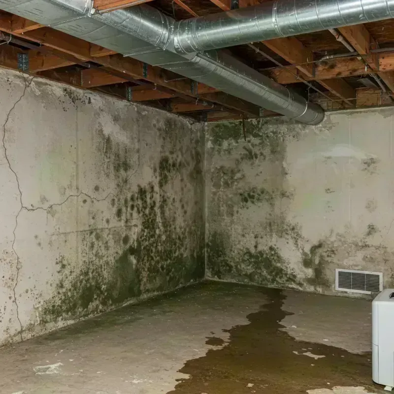 Professional Mold Removal in Saint Martins, MO